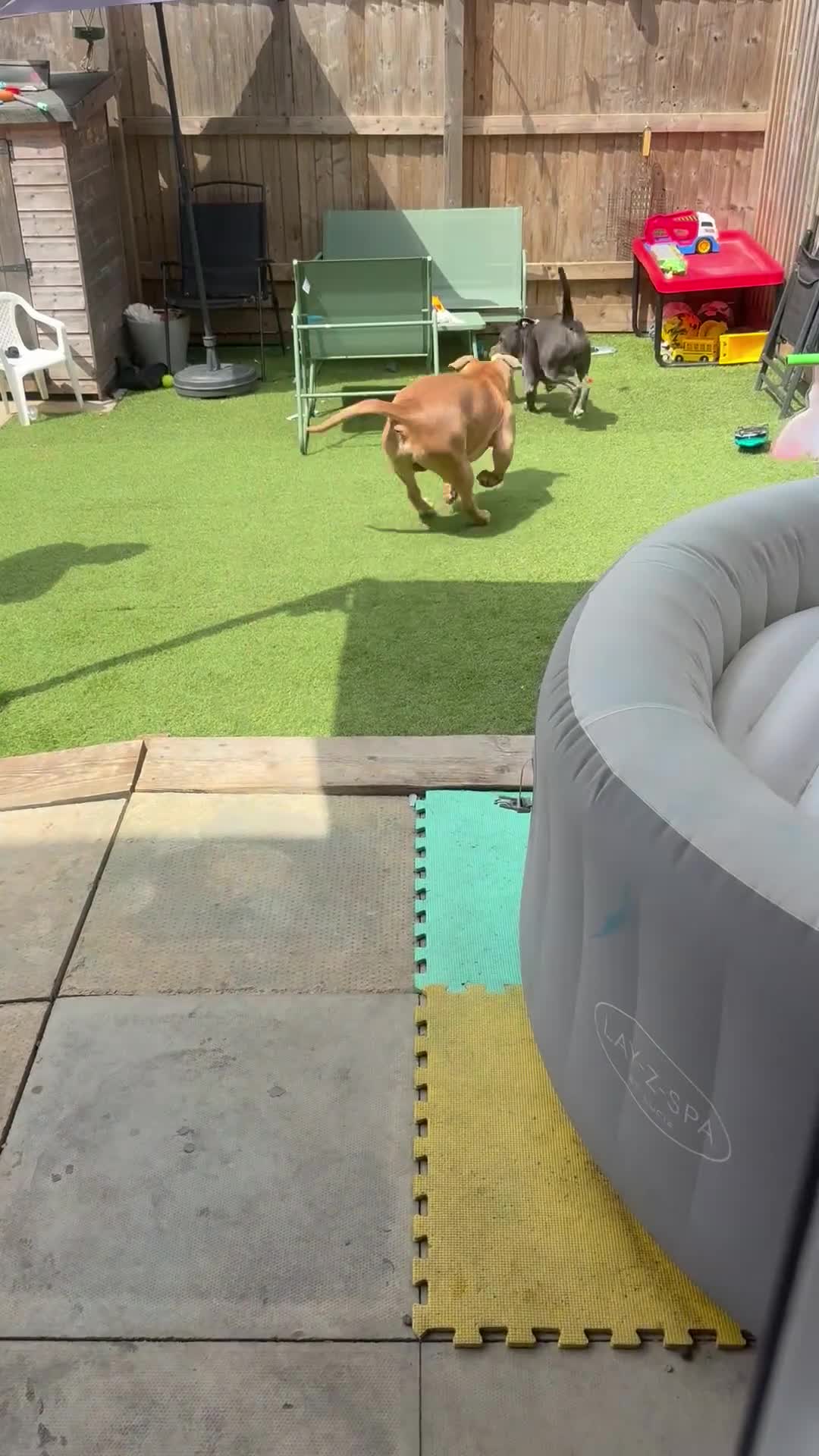 American Bulldog dogs for sale: American bully male - Video 2