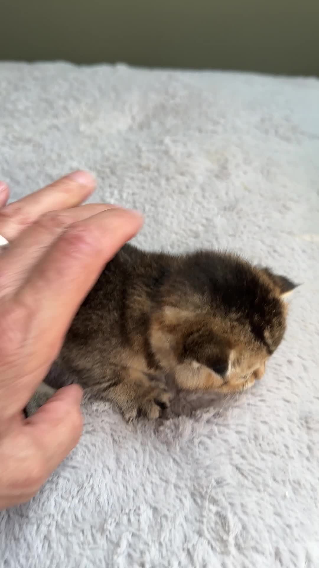 British Shorthair cats for sale: Fawn, blue & chocolate golden BSH Great structure! - Video 2