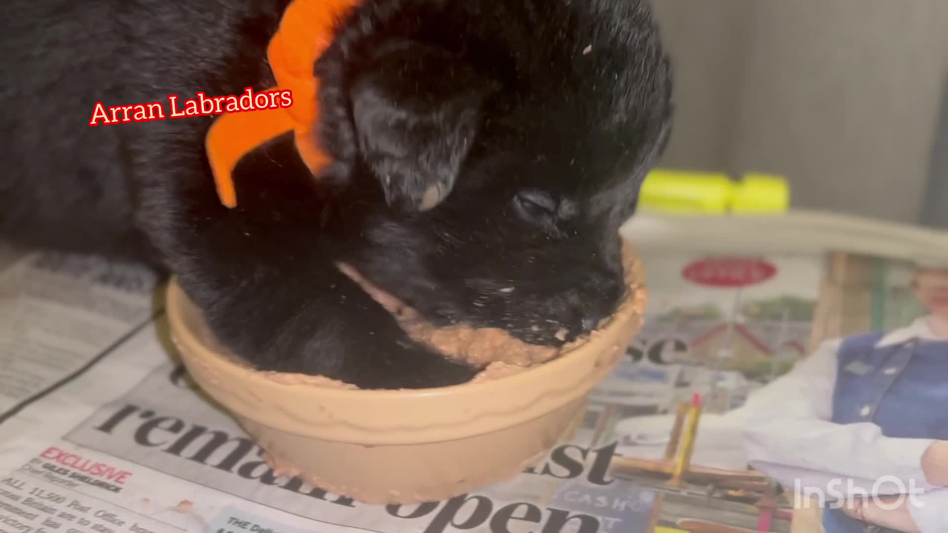 Labrador Retriever dogs for sale: Black Purebred Pedigree Show Line look Labradors - Video 3