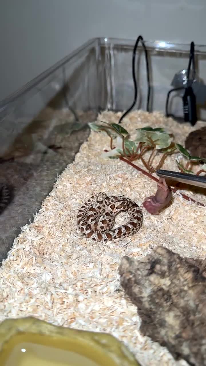 Corn Snake reptiles for sale: Hognose snake  - Video 1