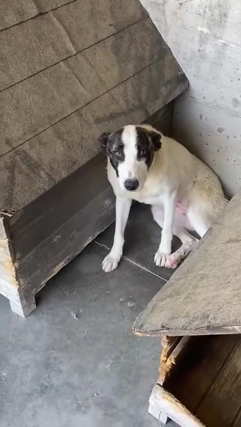 Mixed Breed dogs for adoption: Piper, 1.5 yrs approx. Available for adoption. - Video 3