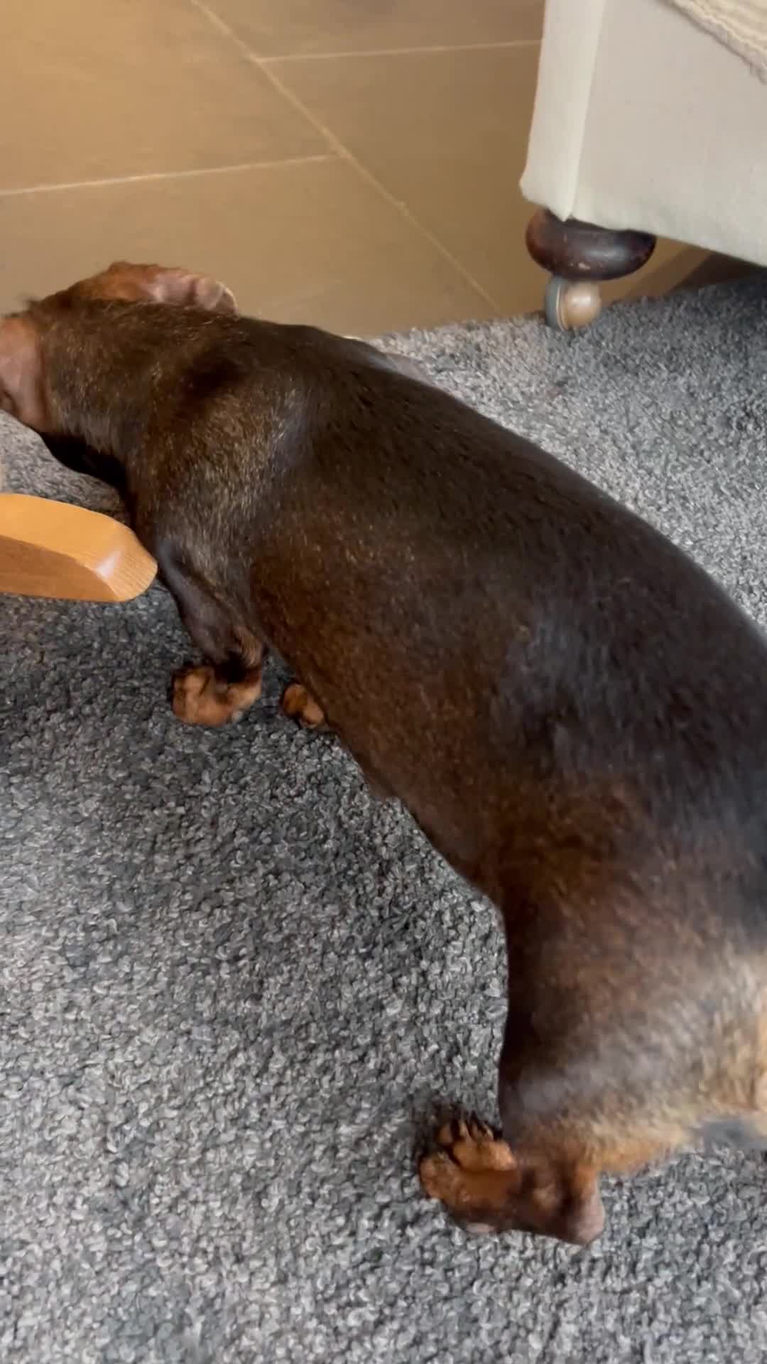 Miniature Dachshund dogs for sale: Miniature Dachshund - Video 2