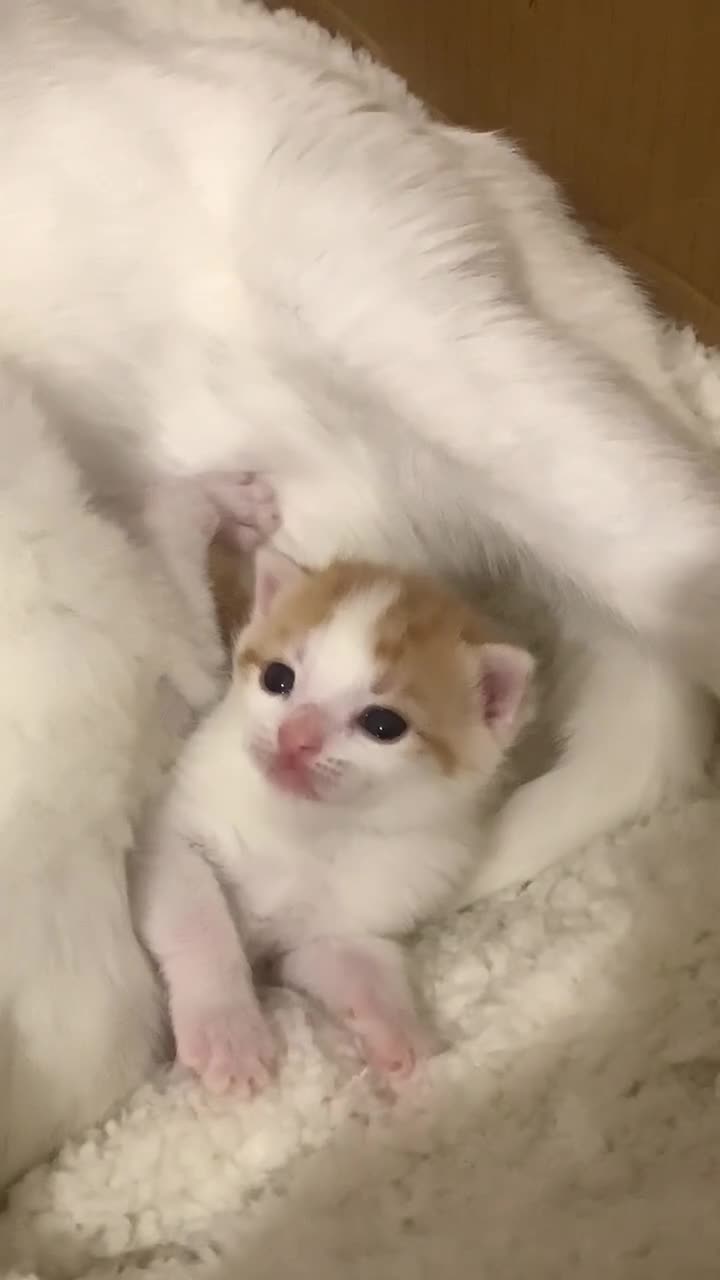 Mixed Breed cats for sale: Cross breed full White & white and ginger kittens  - Video 3