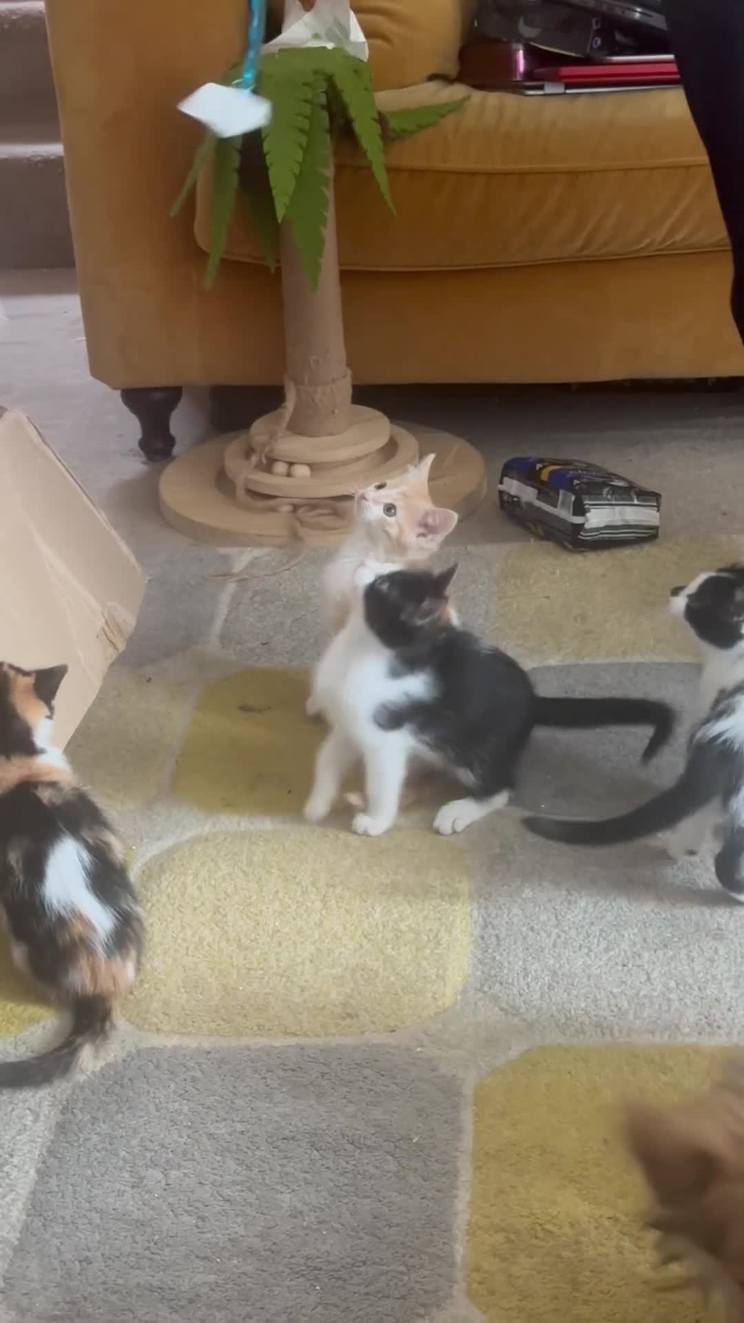 Mixed Breed cats for sale: Ragdoll x Turkish van kittens  - Video 1