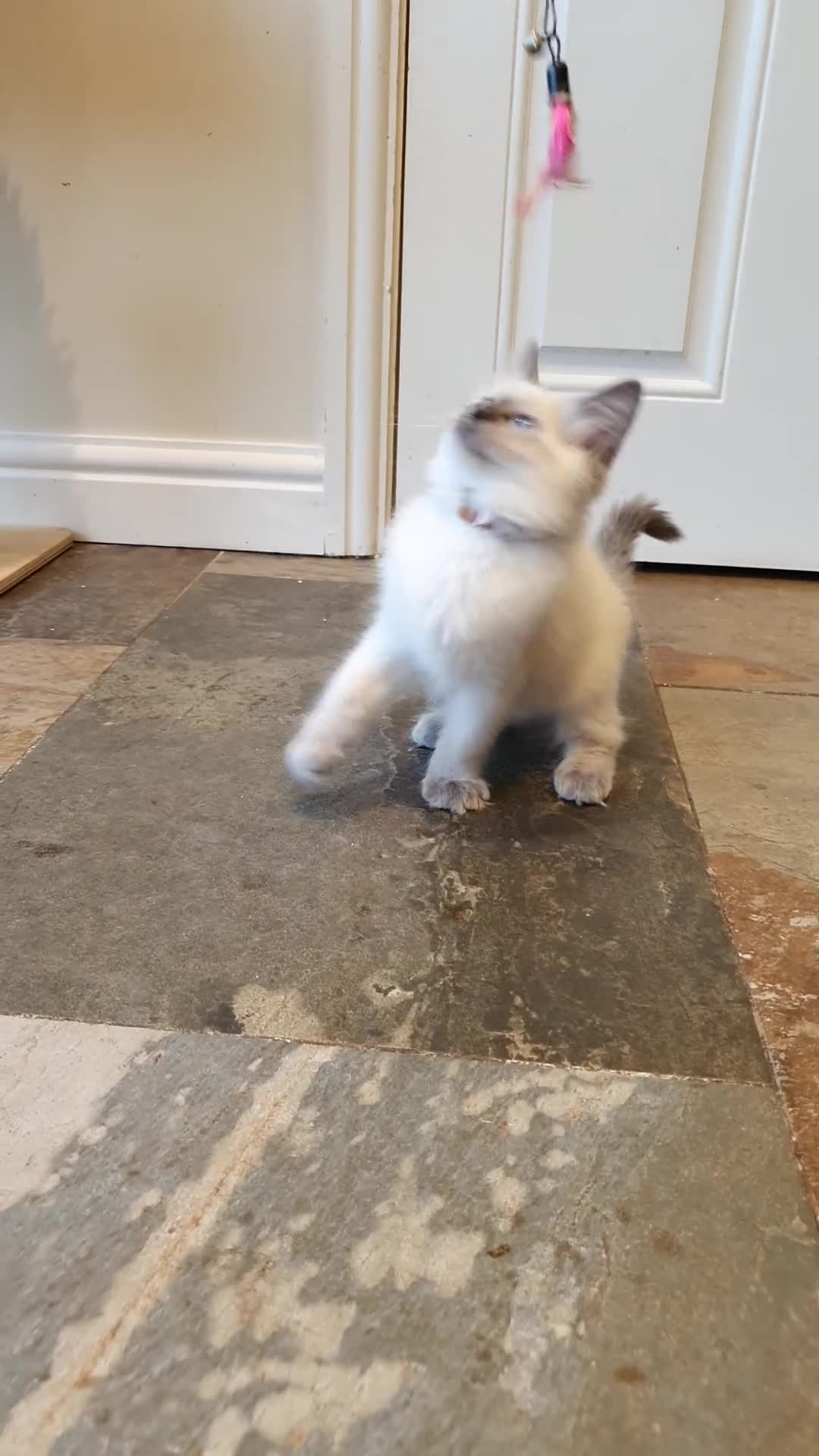 Ragdoll cats for sale: 💕Beautiful GCCF Registered Ragdoll Kittens. - Video 5