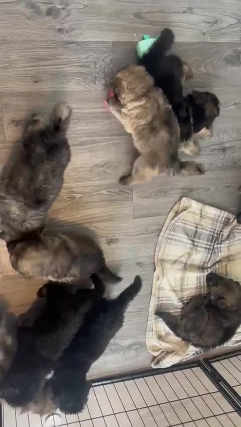 German Shepherd dogs for sale: Beautiful German sheppard puppies  - Video 1