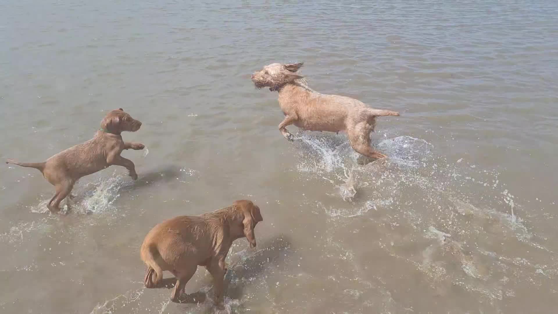 Hungarian Vizsla dogs for sale: Mark  - Video 1