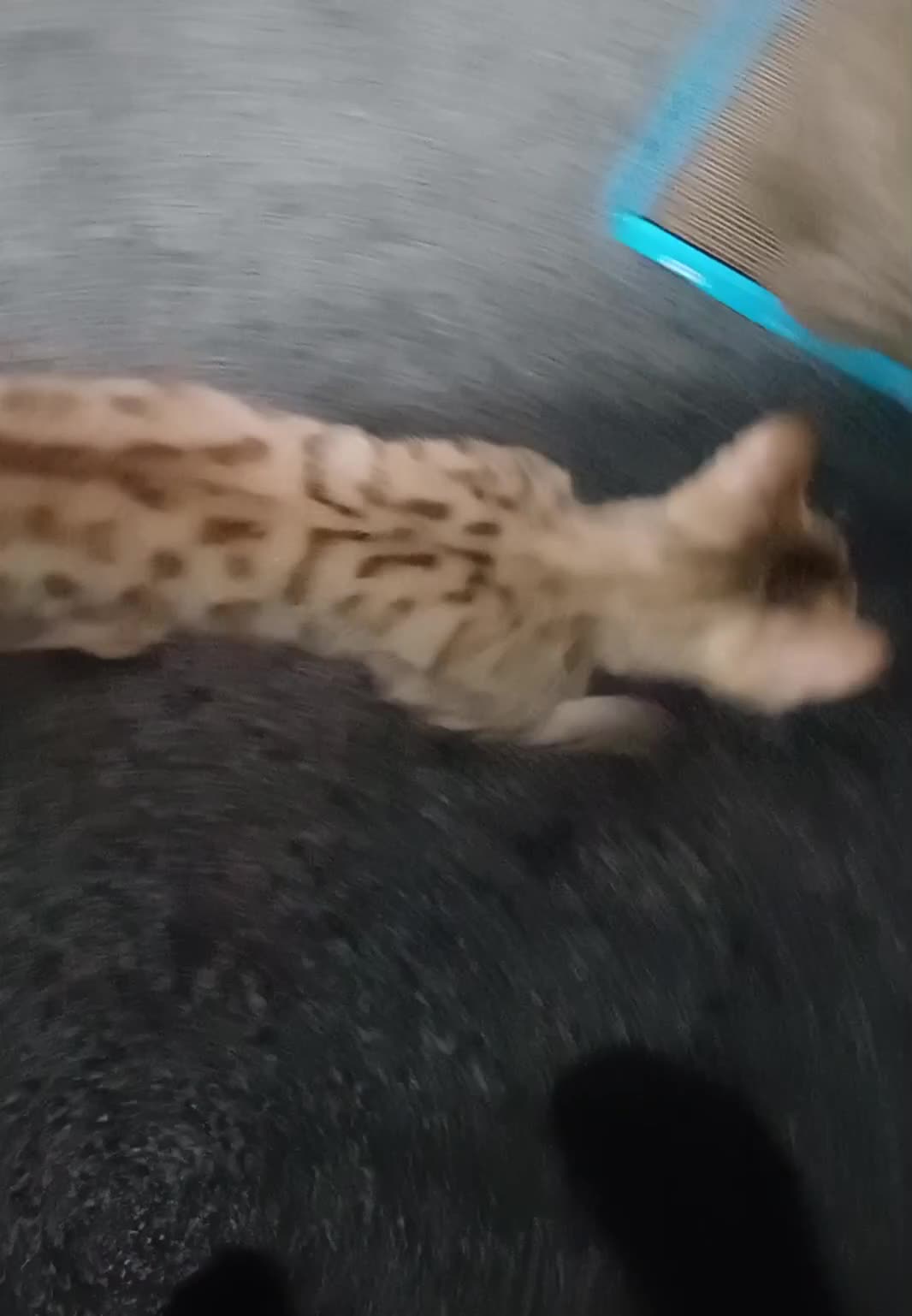 Bengal cats for sale: Sweet bengal kitten - Video 1