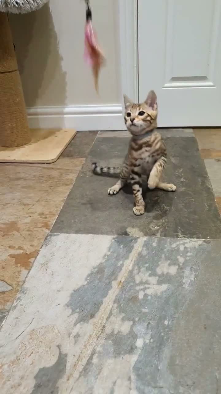 Bengal cats for sale: 🐆🐆Beautiful Pedigree Bengal Kittens🐆🐆  - Video 4