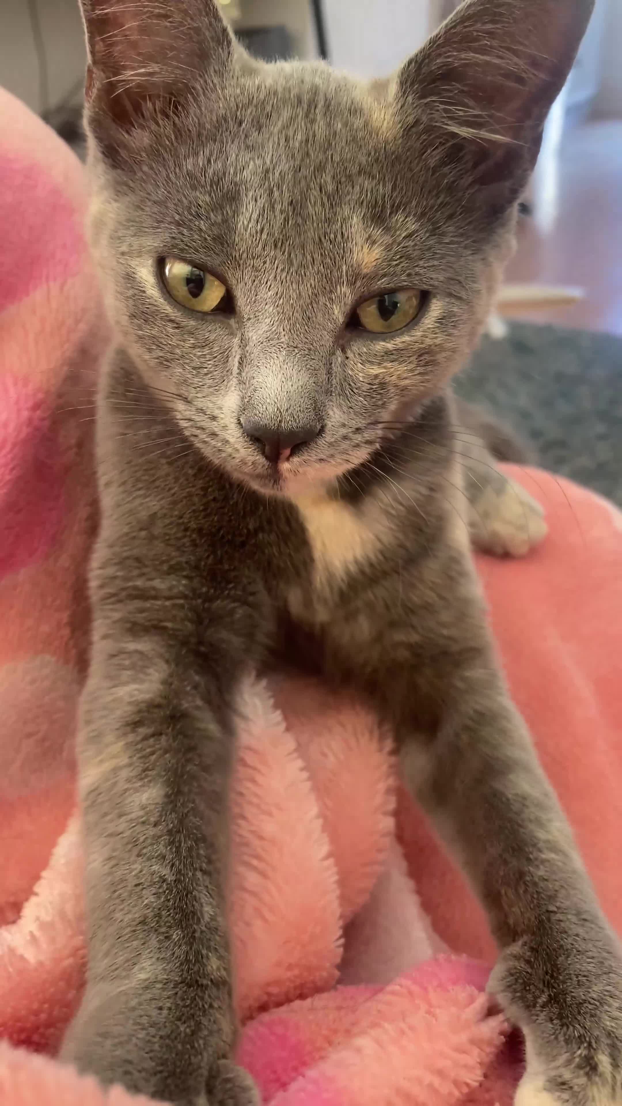 Domestic Shorthair cats for sale: 3 4 month old kittens available for pickup ASAP - Video 2