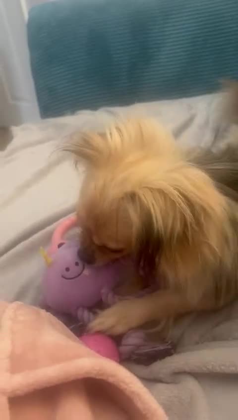 Pekingese dogs for adoption: 💖🐶 ROSA 🐶💖 - Video 1