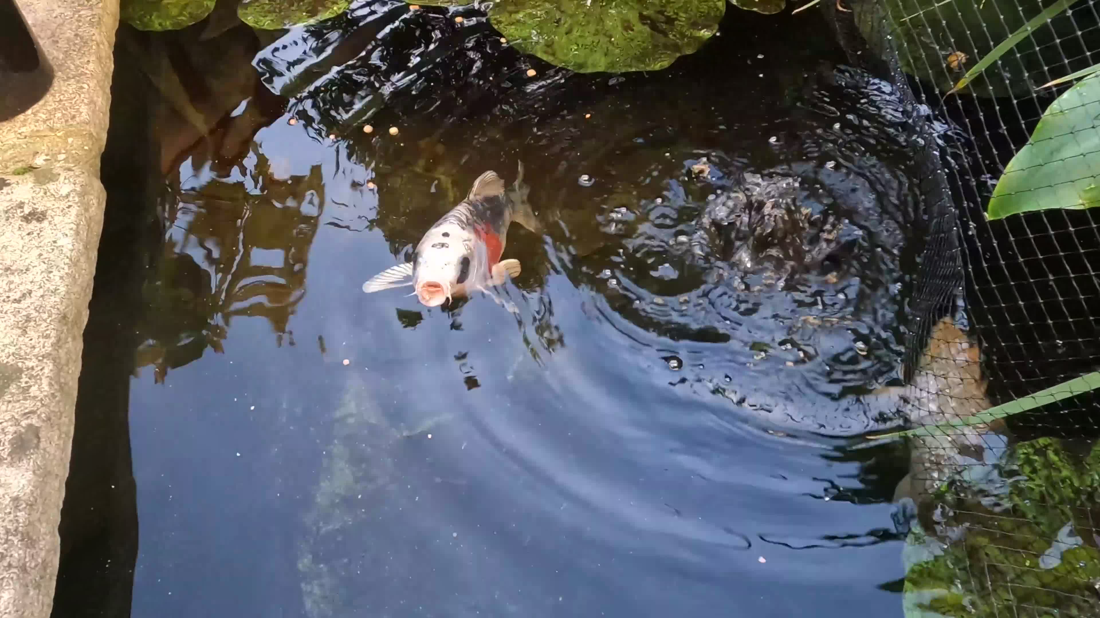 Koi Carp fish for sale: 2 koi Carp for sale  - Video 1
