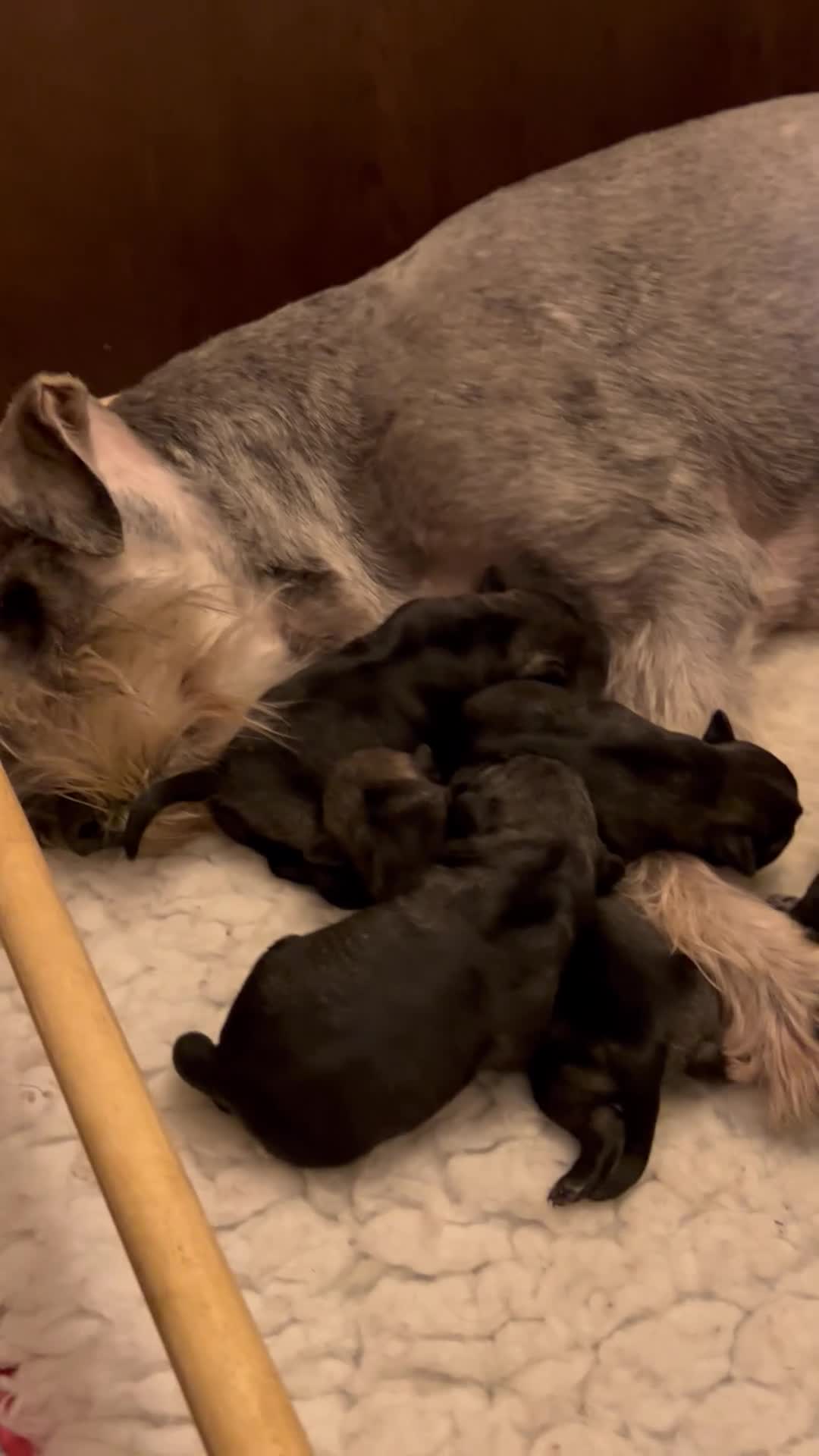 Schnauzer dogs for sale: KC reg Standard Schnauzers pepper & Salt - Video 1