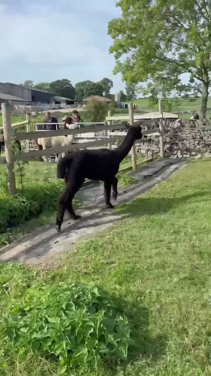 Alpaca livestock for sale: Stunning solid-black BAS-listed Huacaya male in Ashbourne - Video 3