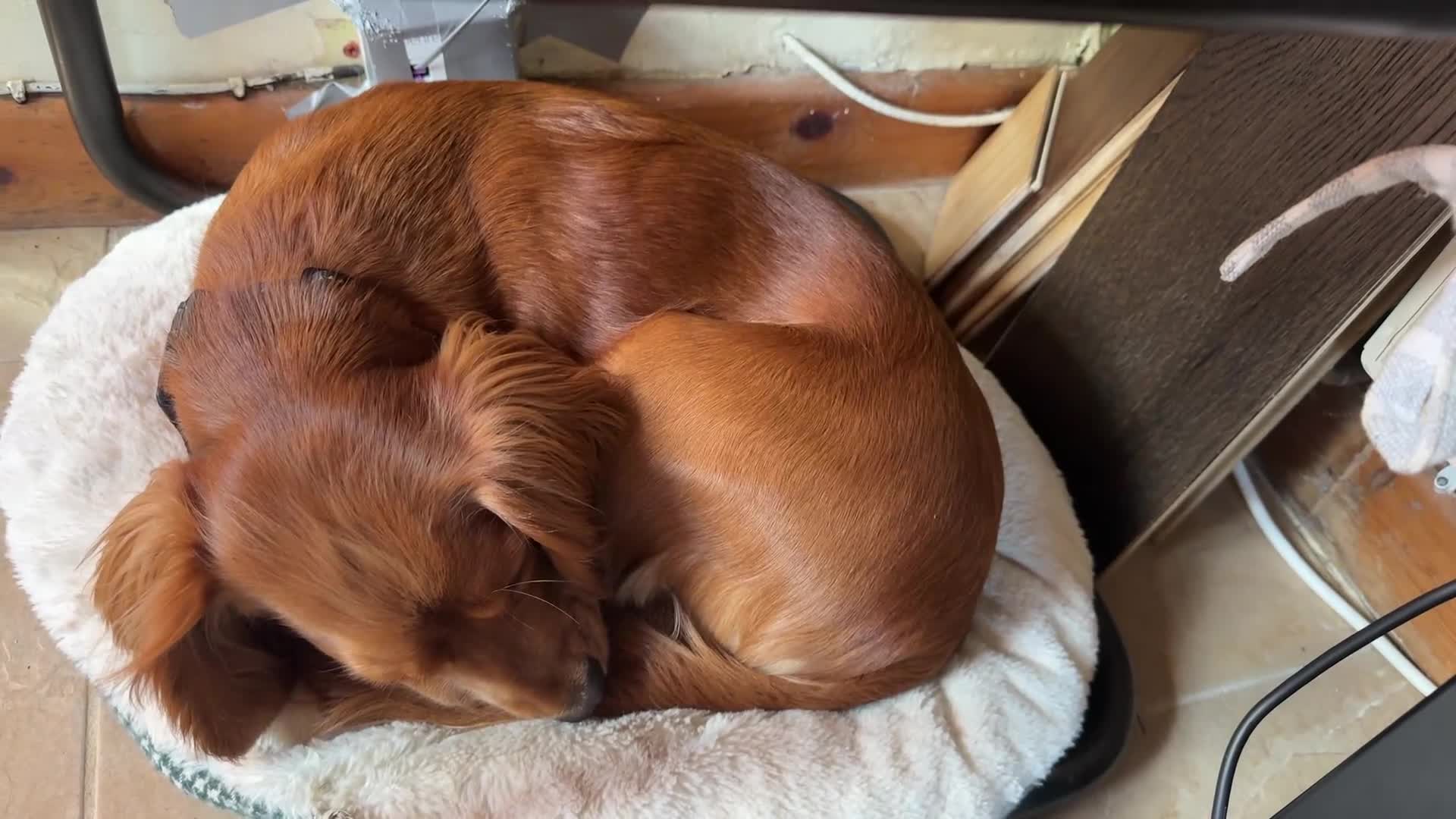 Cockalier dogs for sale: Rehoming Two Young Female Spaniels  - Video 1