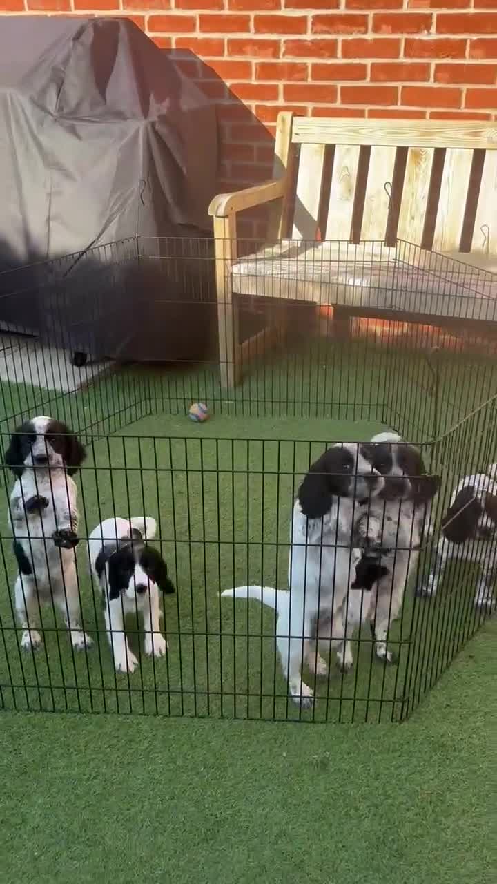 Cocker Spaniel dogs for sale: Exceptional Working Cocker Spaniel Pups–Ready Now! - Video 3