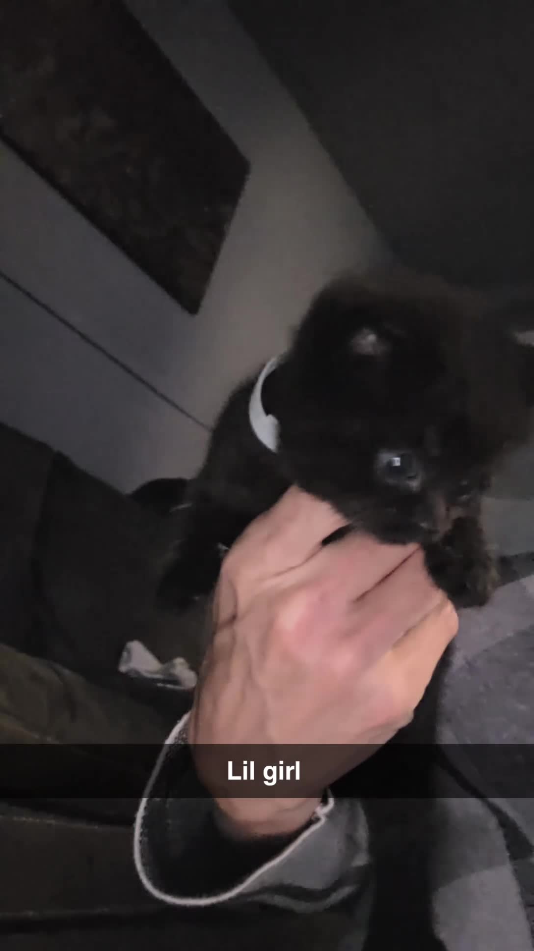 Mixed Breed cats for sale: 4 Adorable kittens ready 14th December - Video 4