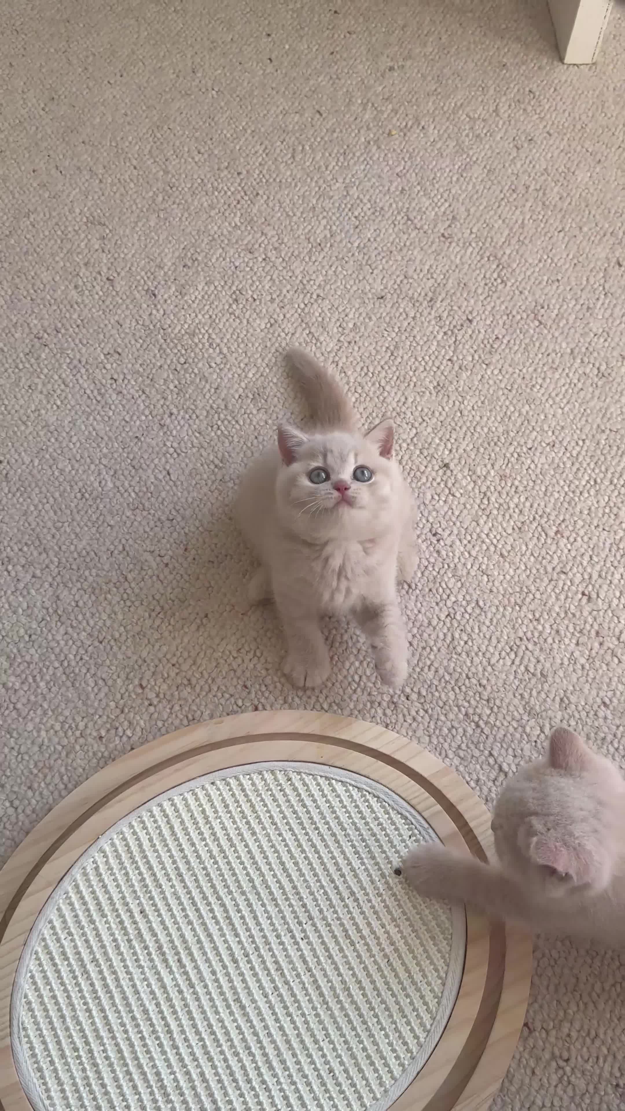 British Shorthair cats for sale: CREAM BRITISH SHORTHAIR MALE - GCCF REG - Video 1