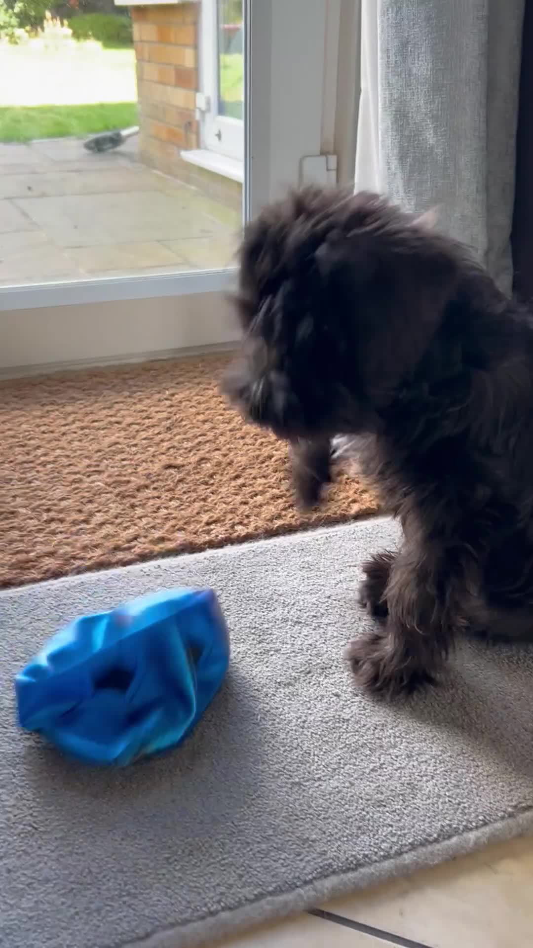Miniature Schnauzer dogs for sale: Lovely KC Mini Schnauzer 4 months Fully Vaccinated - Video 3