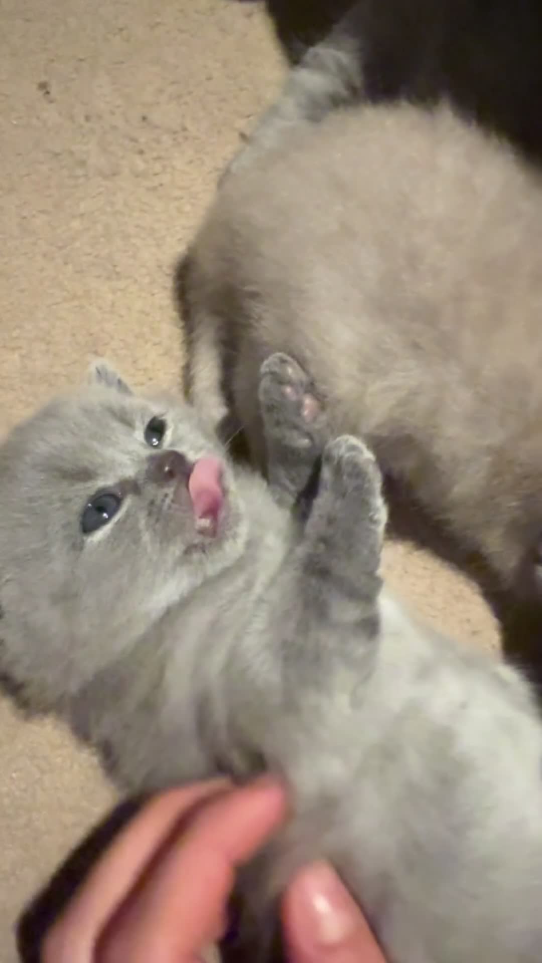 British Shorthair cats for sale: 8 BSH Kittens- 4 of them reserved - Video 1