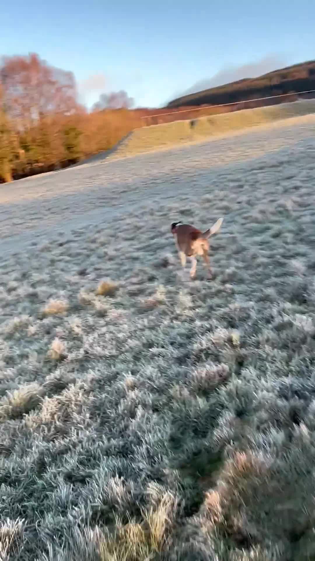 Mixed Breed dogs for sale: Whippet x Collie called Neo - Video 2