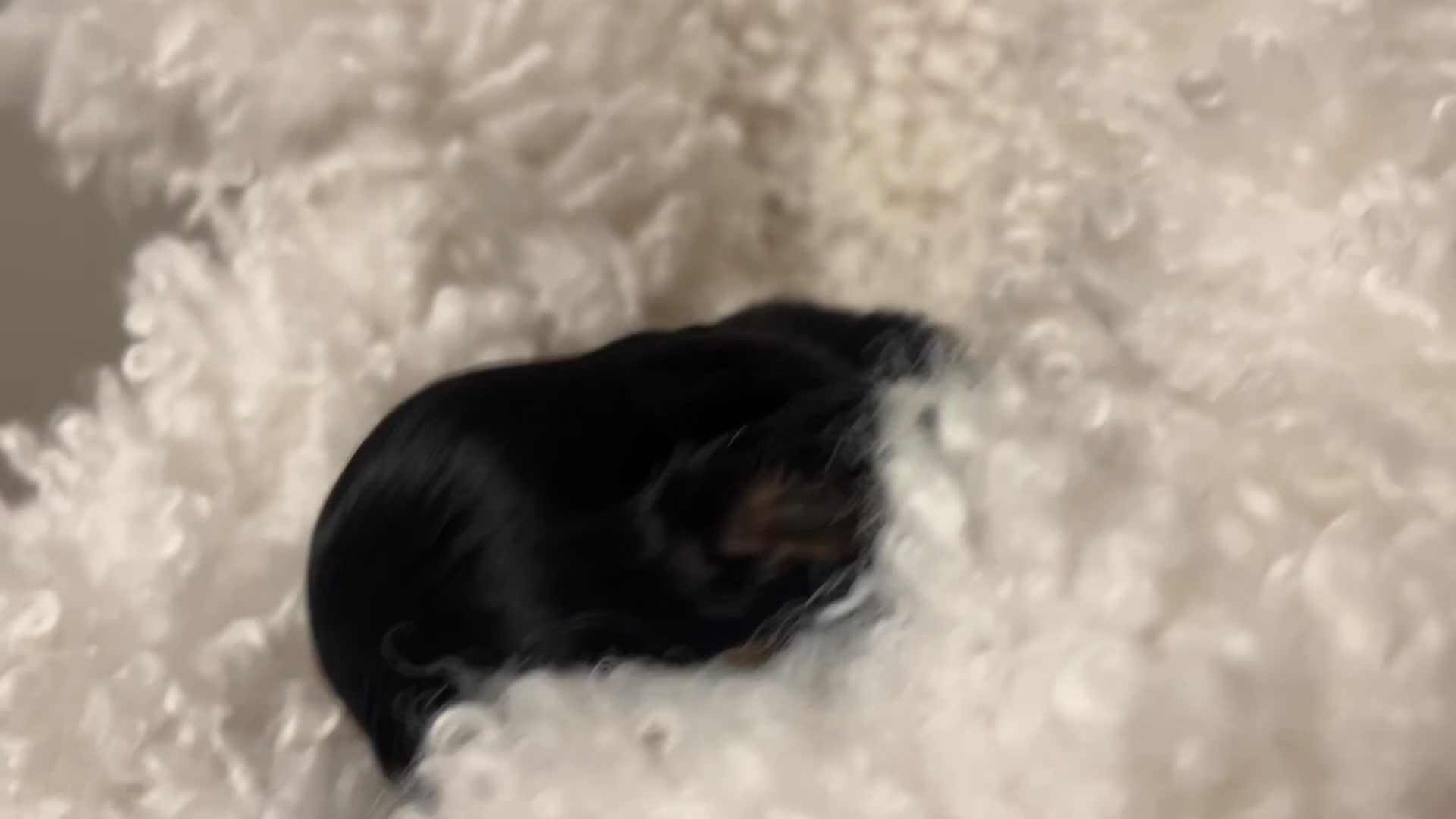 Miniature Dachshund dogs for sale: MINIATURE Dachshund long haired & smooth  - Video 1