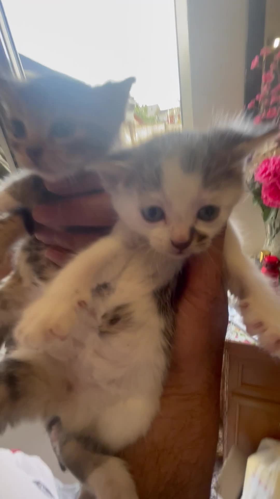 American Shorthair cats for sale: 2 Beautiful Tabby Kittens For sale - Video 2