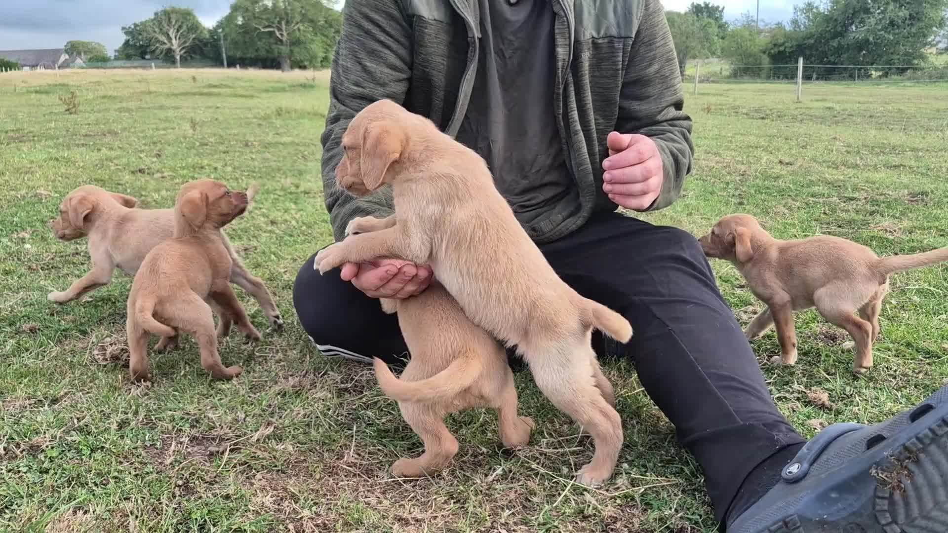 Labrador Retriever dogs for sale: Labrador puppies ready to leave - Video 1