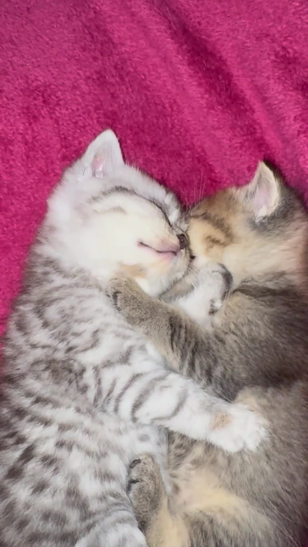 Mixed Breed cats for sale: Two beautiful kittens looking for their new home.  in Macclesfield - Video 1