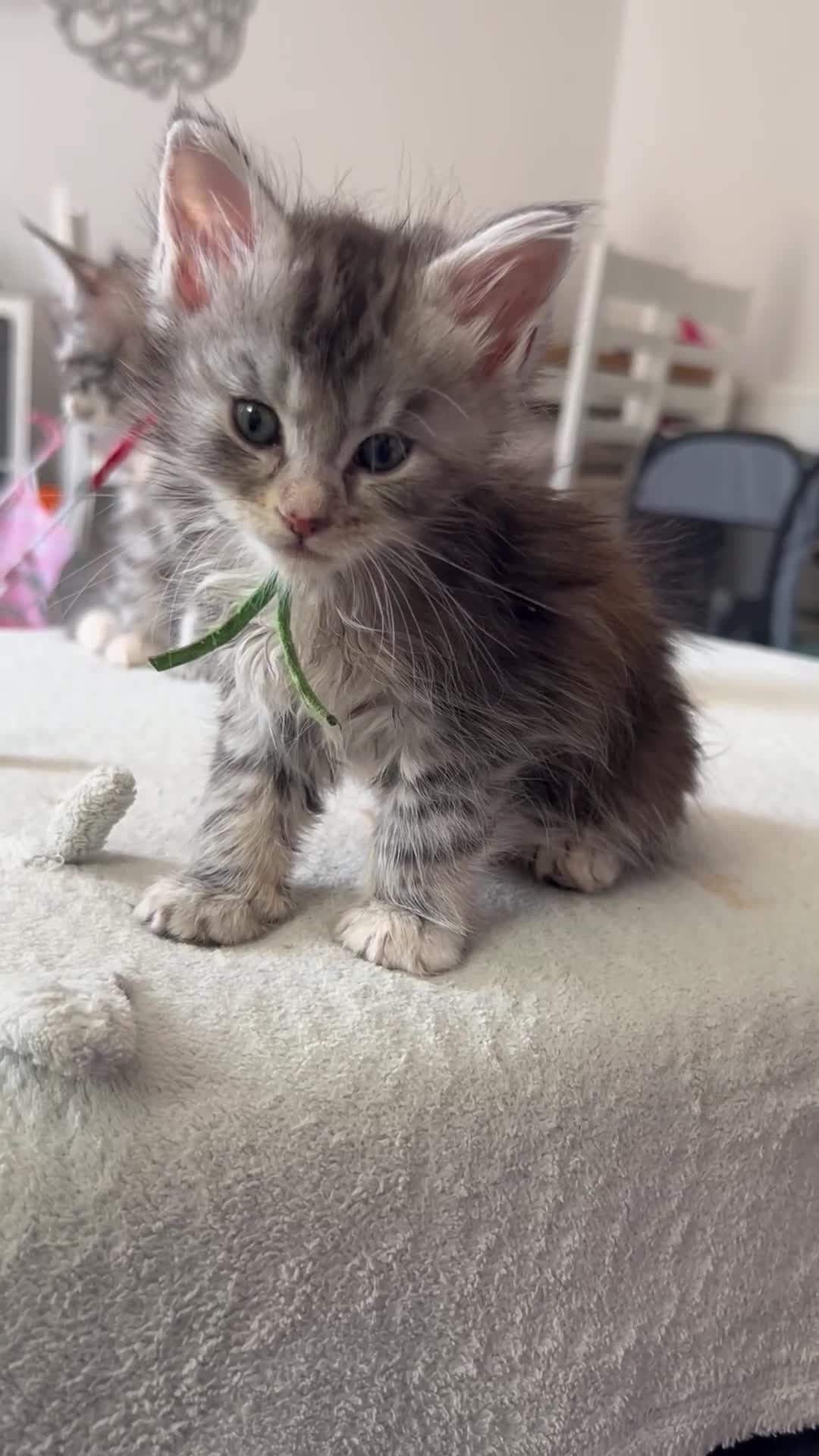 Maine Coon cats for sale: Pedigree MaineCoon Kittens - Video 1