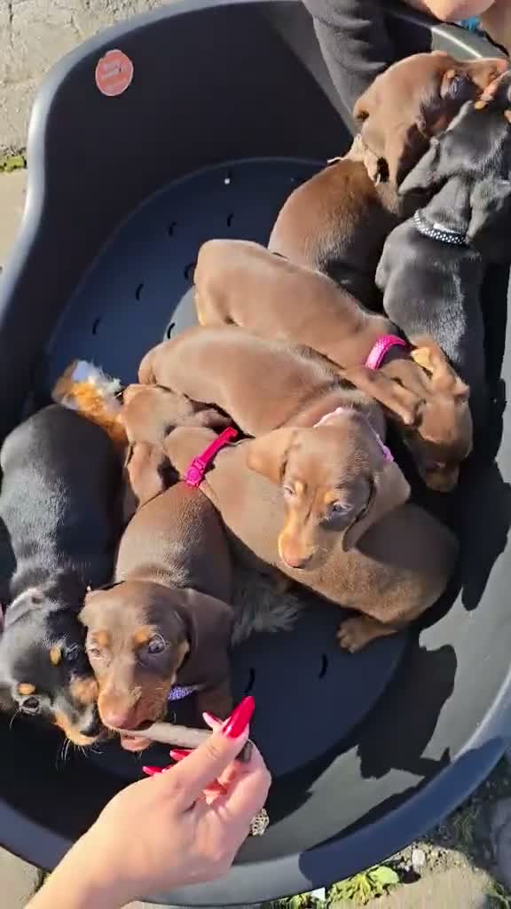 Dachshund dogs for sale: Medium sized' short legged Dachshund puppies - Video 1