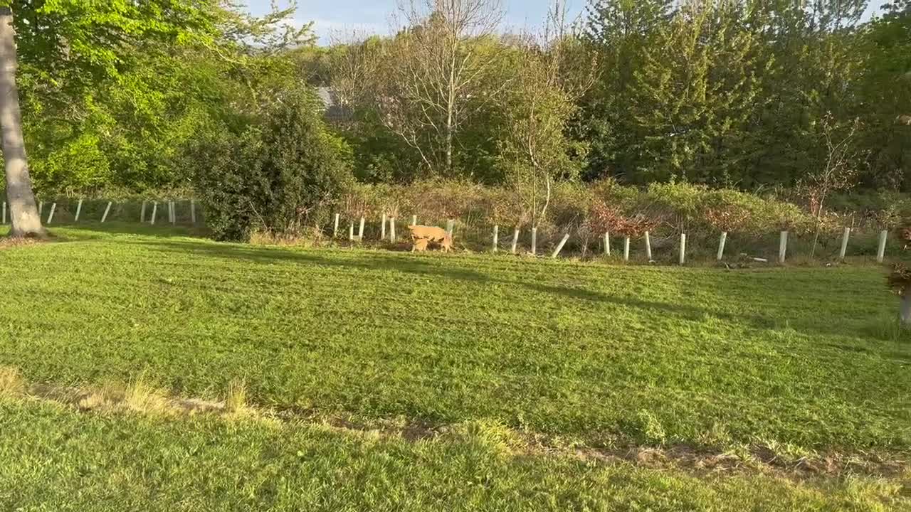 Labrador Retriever dogs for sale: Working Pet Bred; Highly Regarded Labrador Lineage - Video 2