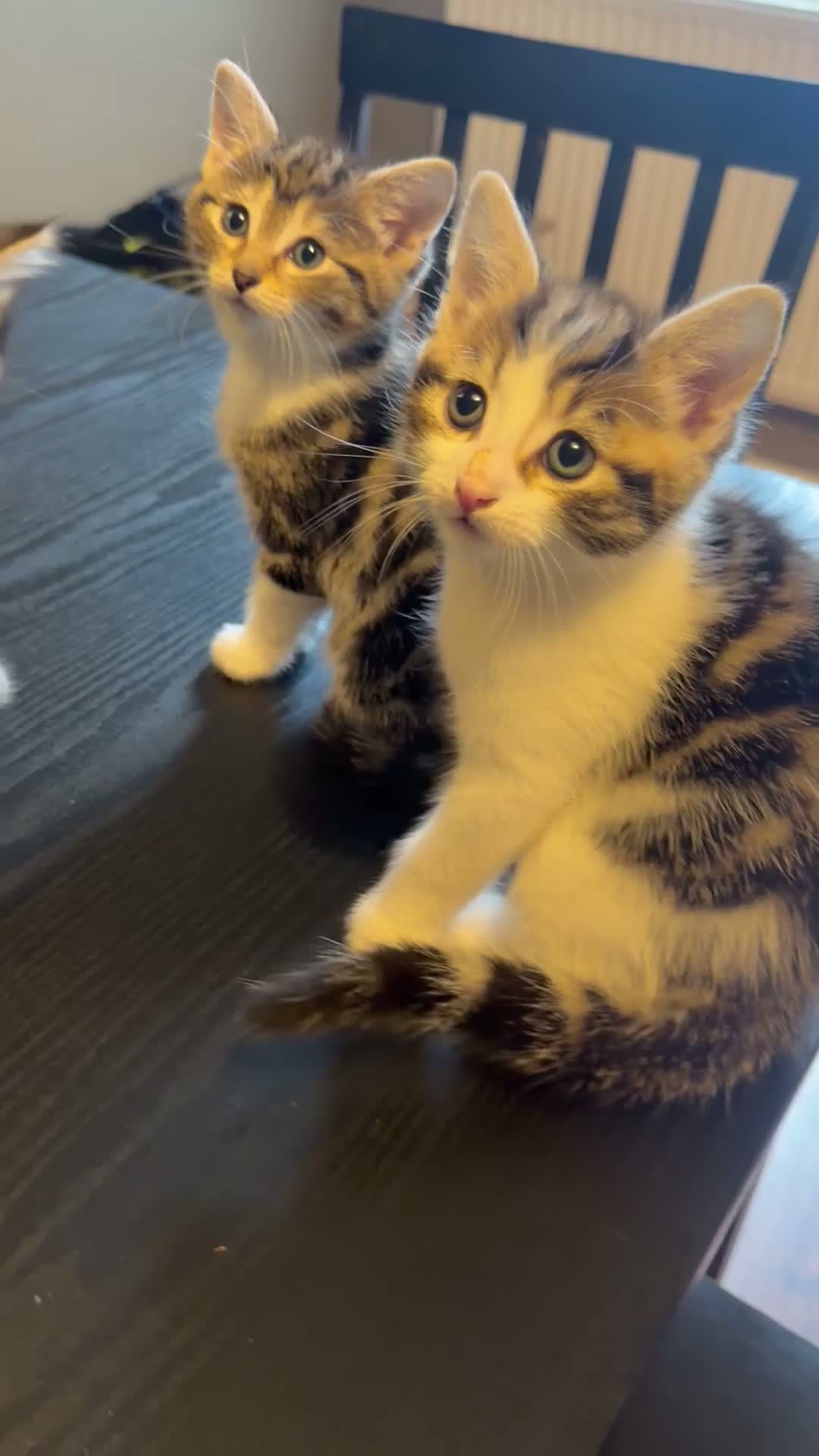 Mixed Breed cats for sale: Beautiful kittens  in Manchester - Video 1