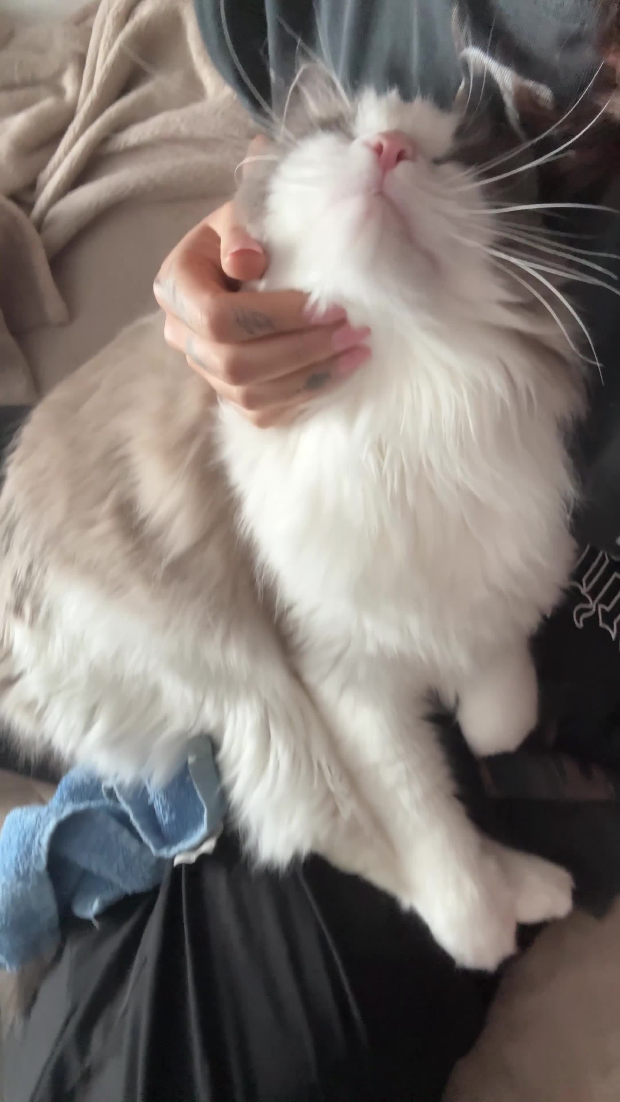 Ragdoll cats for sale: Blue Bi Colour Ragdoll - comes with all essentials - Video 1