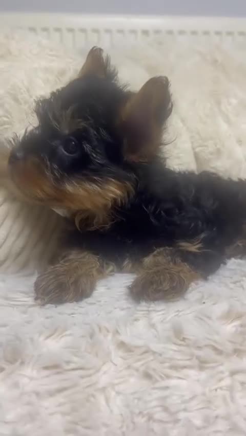 Yorkshire Terrier dogs for sale: FLUFFY BOY🐶READY! in Sheffield - Video 4