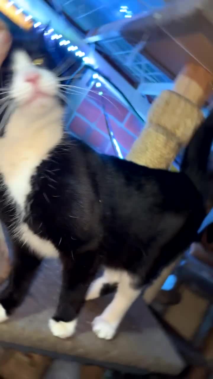 Domestic Shorthair cats for sale: Rescue cats- 60 in total, kittens/ adults🧡🙏 - Video 3