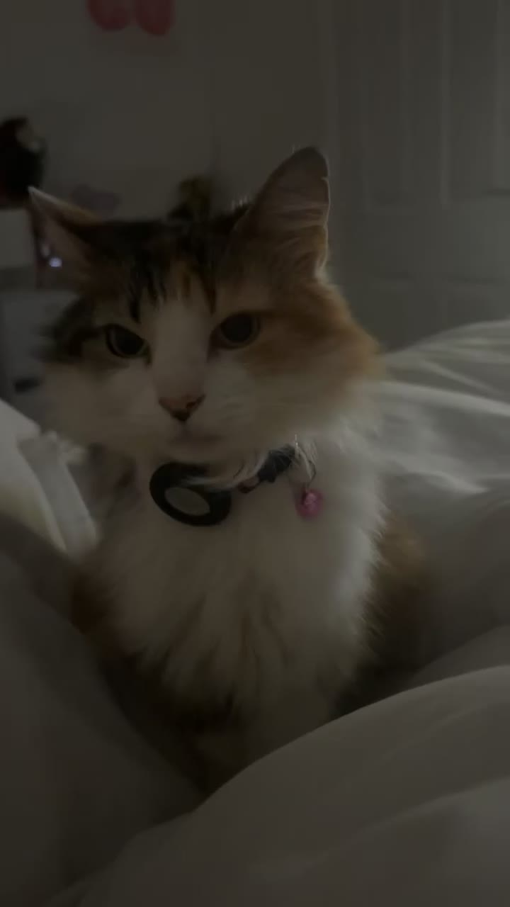 Maine Coon cats for sale: Beautiful Maine coon - Video 3