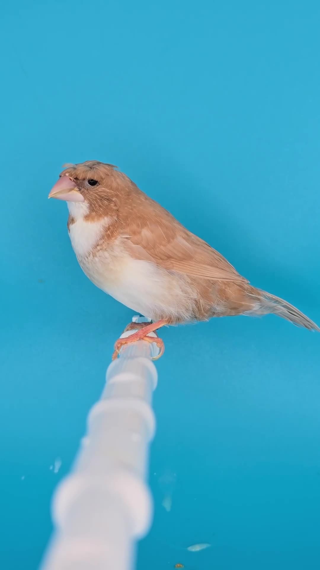 Finches birds for sale: Bengalese finches  - Video 2