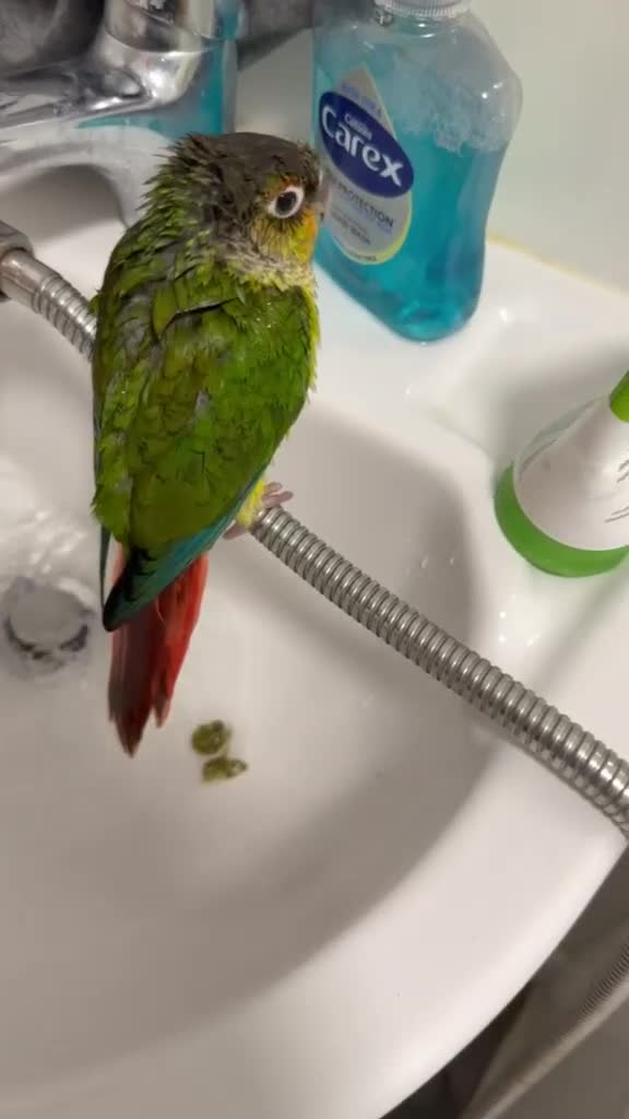 Conures birds for sale: Green check conures tamed - Video 1