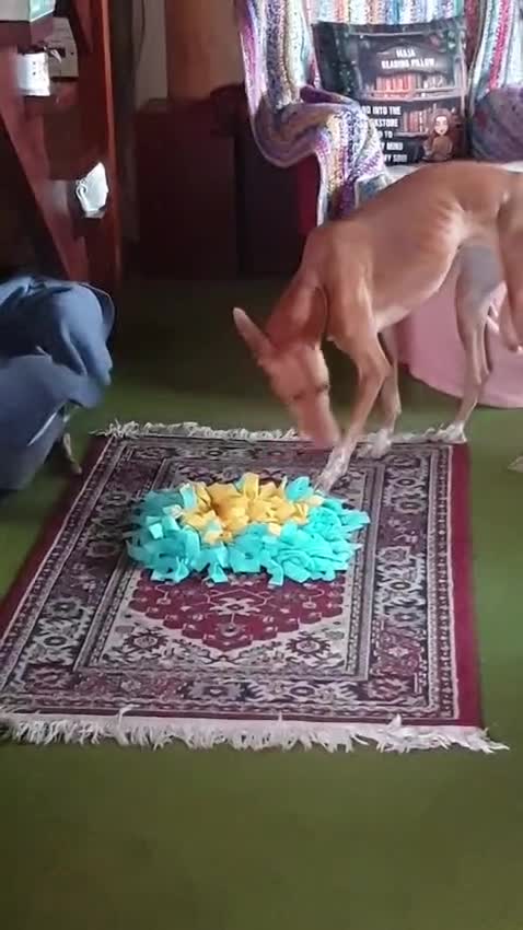Ibizan Hound dogs for adoption: Cati a lovely calm girl who loves other dogs  - Video 1