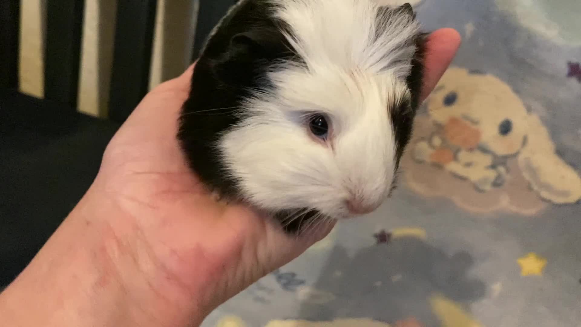 Guinea Pig rodents for sale: Gorgeous baby Guinea pigs in Saint Helens - Video 1