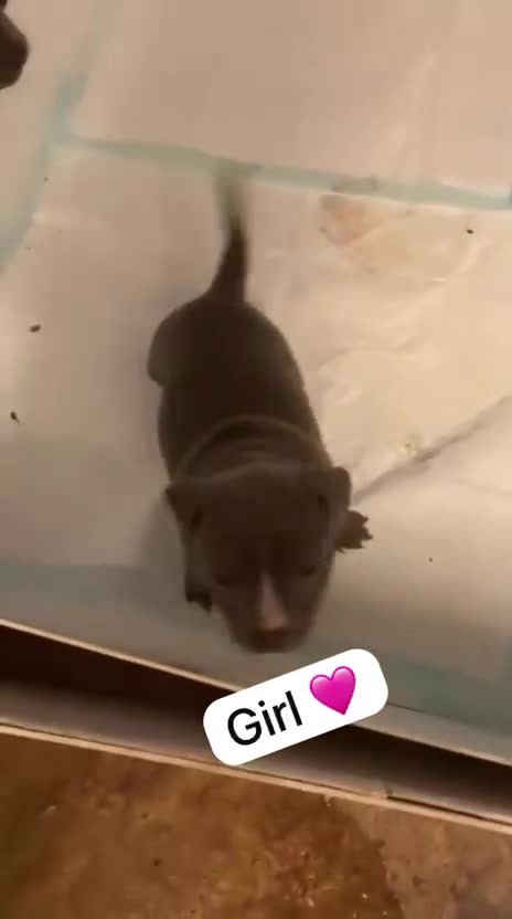 Staffordshire Bull Terrier dogs for sale: KC REG SOLID BLUE STAFFY PUPPY BEARS 💙 - Video 3