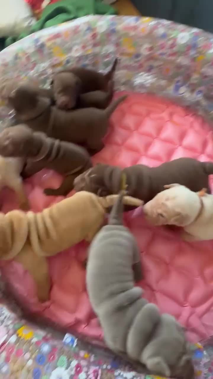 Shar Pei dogs for sale: Sharpei Puppies for sale  - Video 1