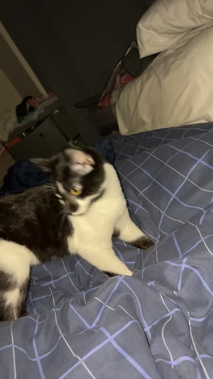 Domestic Shorthair cats for sale: Sister kittens - Video 3