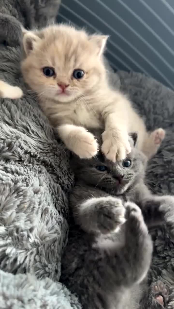 British Shorthair cats for sale: FULL BREED BSH KITTENS  - Video 2