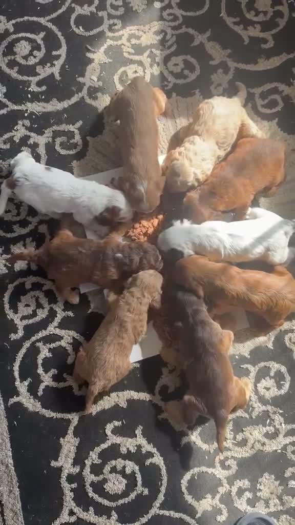 Cockapoo dogs for sale: Cockapoo puppies in Fareham - Video 1