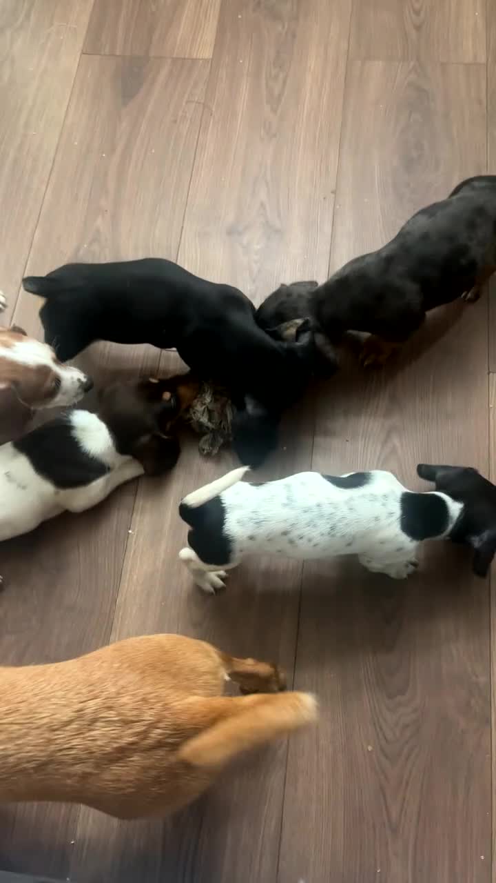 Miniature Dachshund dogs for sale: One last female left for her forever home - Video 5