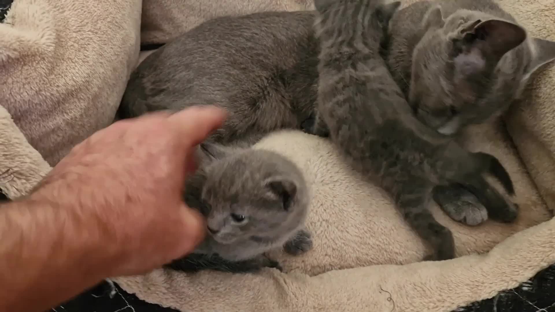Russian Blue cats for sale: Russian Blue female kitten - Last one - Video 3