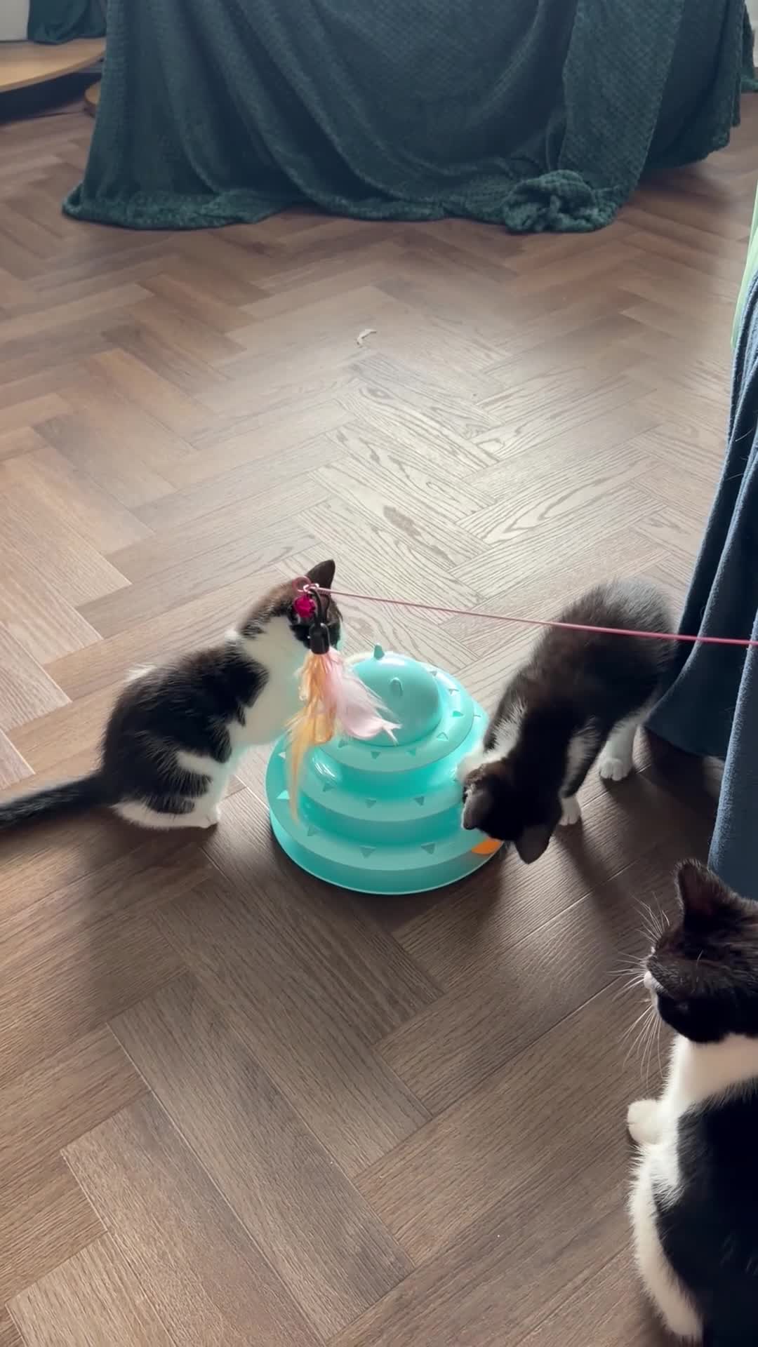 Mixed Breed cats for sale: Beautiful tuxedo kittens one boy and one girl  - Video 1