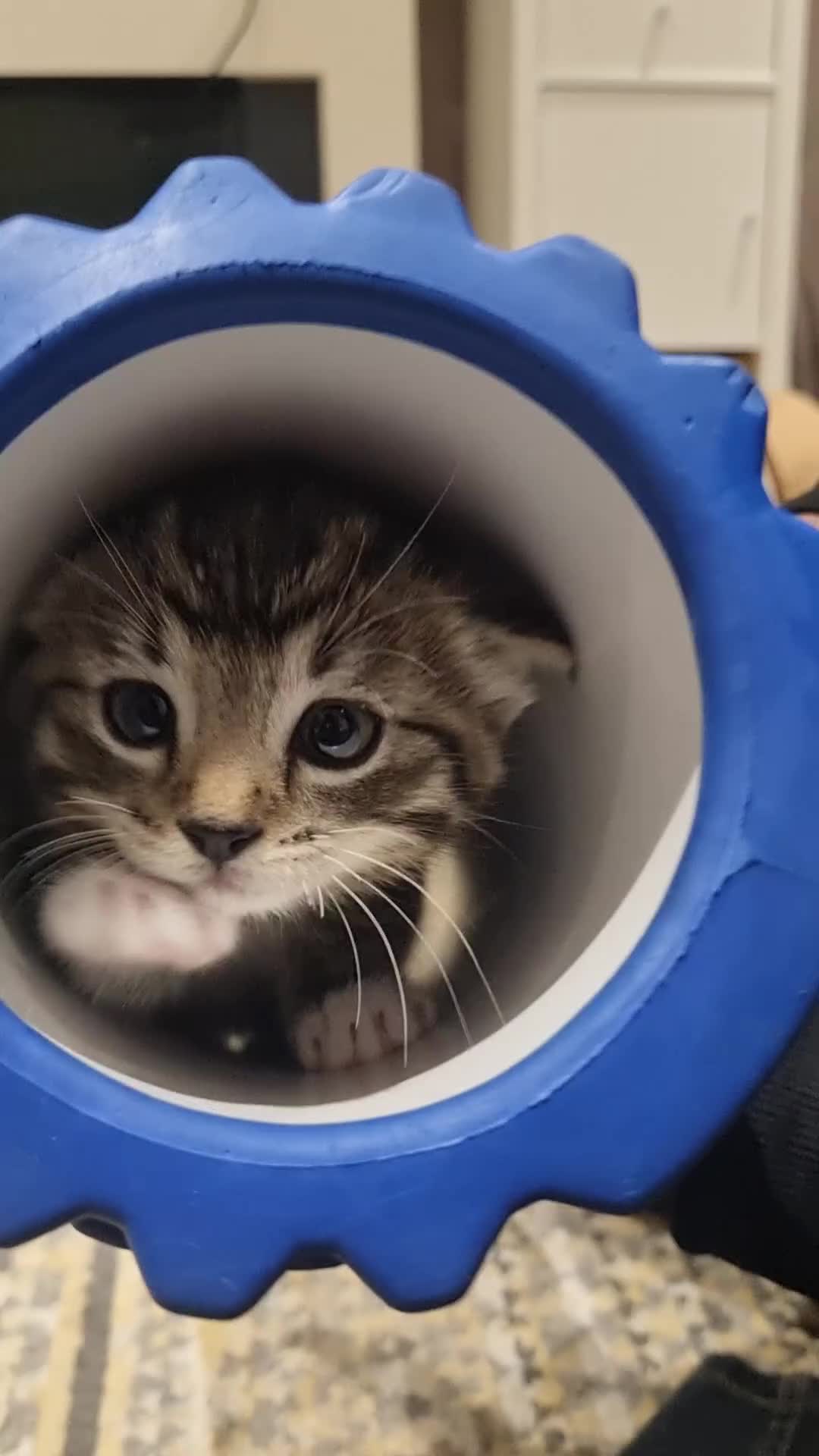 Mixed Breed cats for sale: Mixed Ragdoll kittens - Video 1